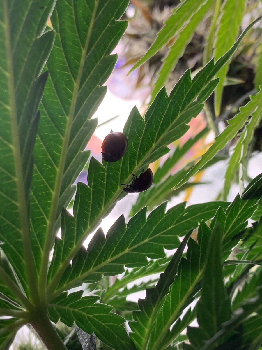 Mazgrowth's tweet photo. Bodyguards are also allowed🐞🌞🌱 https://t.co/ll180KSl5s