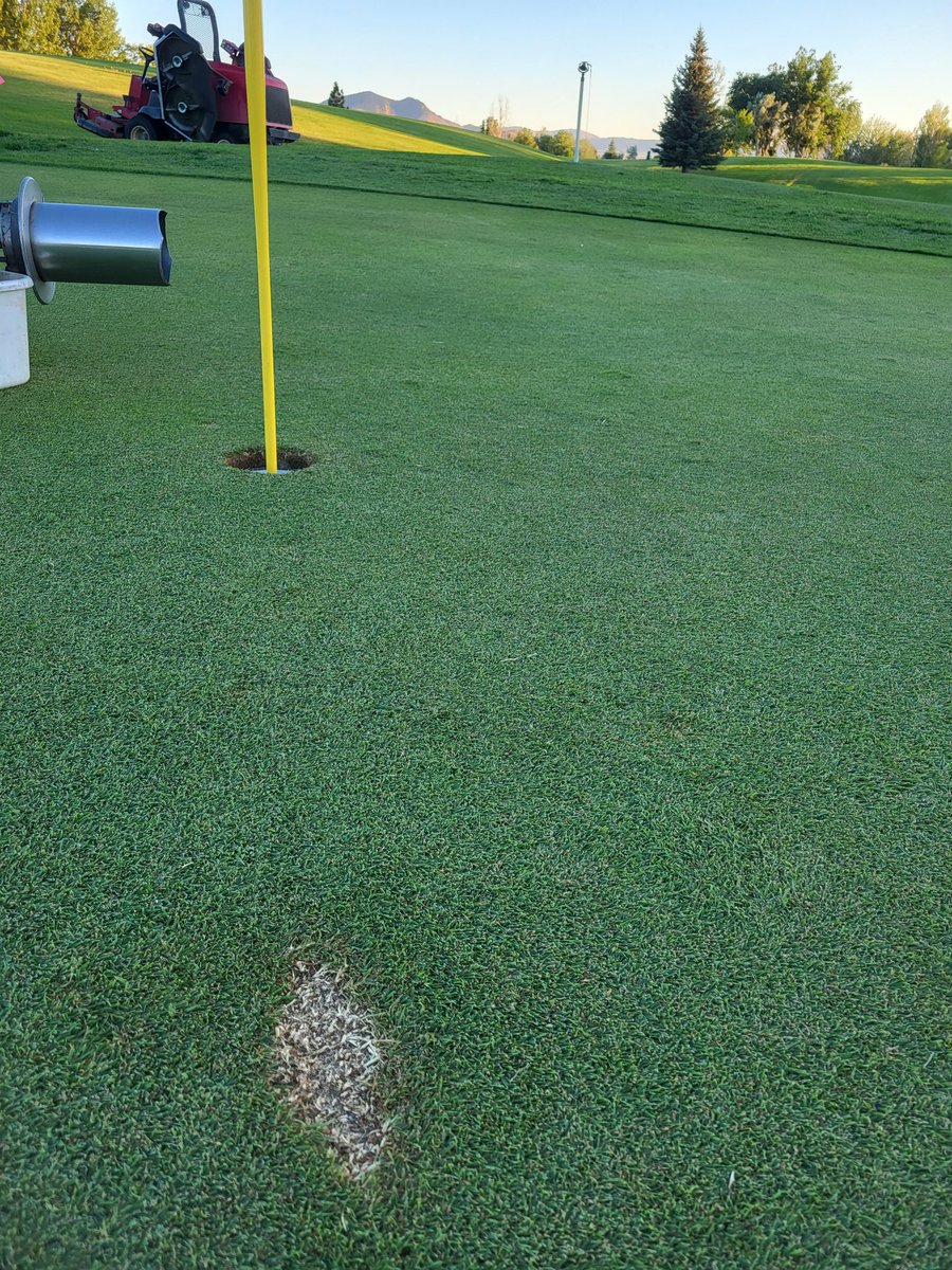 Super__Link's tweet photo. When you're so good you get mad that you missed one putt and have to make everyone else suffer. #shittyhumans #golf https://t.co/ktR3E2favd