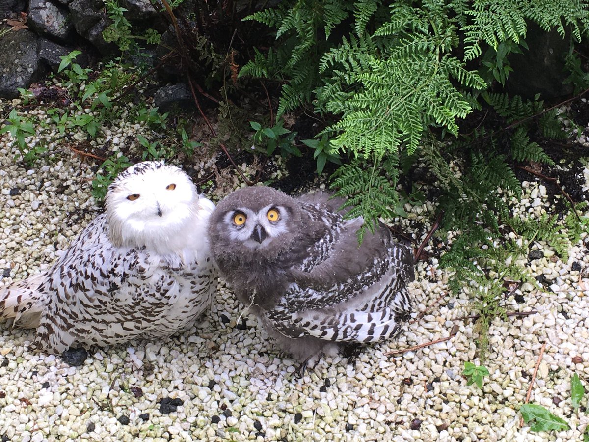 Scottish Owl Centre tweet media