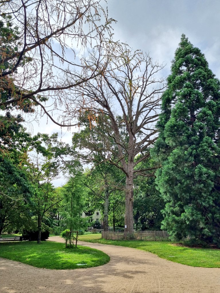 villedetours's tweet photo. Ce beau chêne, planté au début du siècle dernier dans le jardin botanique, va être abattu 😥

Il a été victime du champignon du genre Armillaria, et est désormais mort...

Merci pour tout bel arbre 🌳 https://t.co/ZwqrU5YEJd