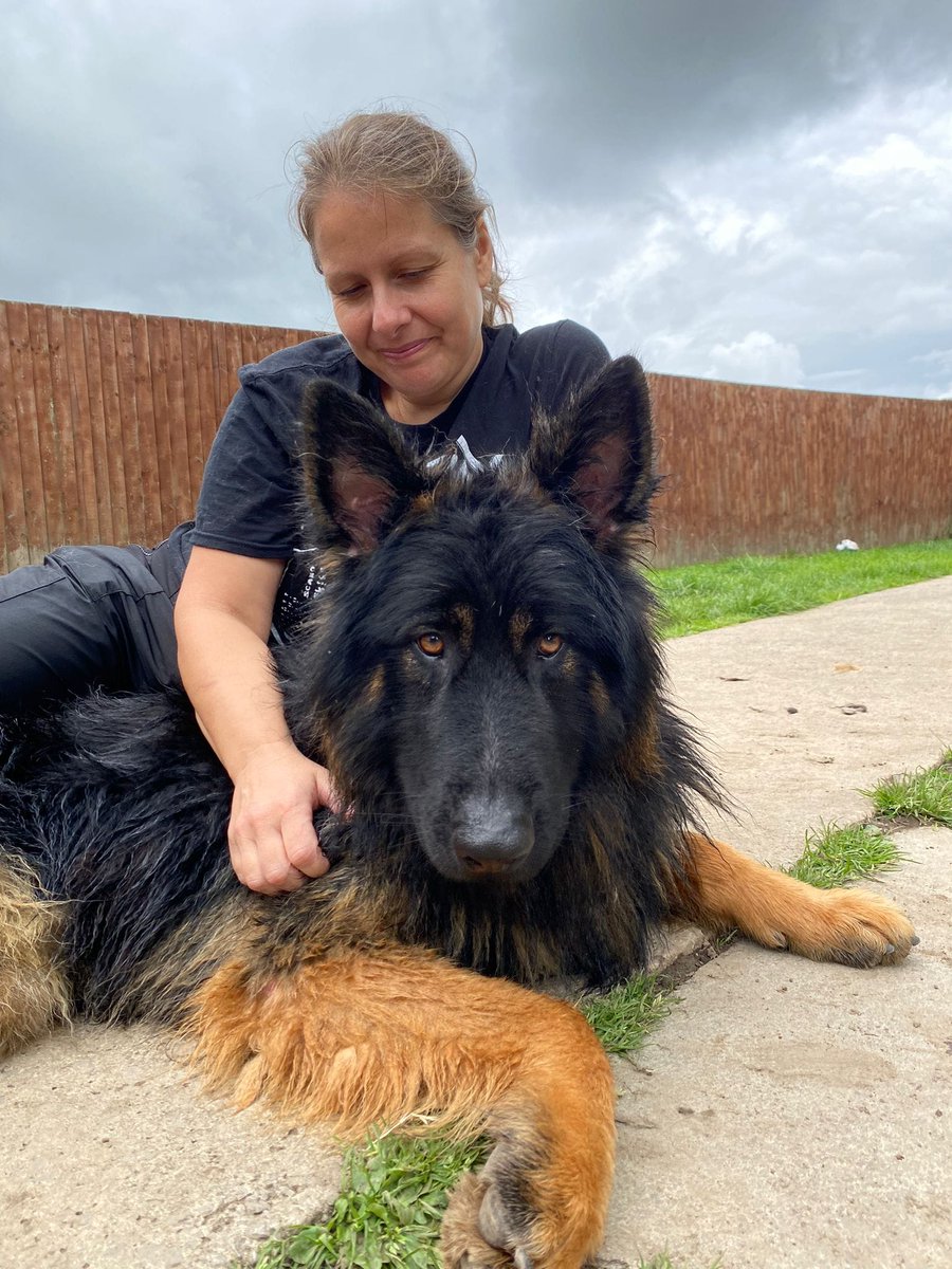 gsrescueelite's tweet photo. Rocky is 2yrs old and he was abandoned in Boarding kennels, Rocky can live with older kids and did live with another dog but can be choosy who makes friends with 
#dogs #GermanShepherd #Cheshire 
https://t.co/JGUT2iEcGN https://t.co/h7Y90df3zv
