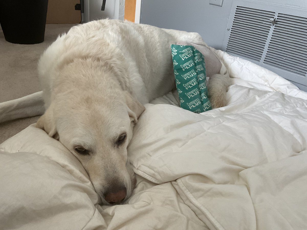 RomanandDandy's tweet photo. Everyday getting better and stronger! “Thank you” to all her well wishers!! #dogsoftwitter #gettingbetter #courthousedogs https://t.co/VO0p8QUTnC