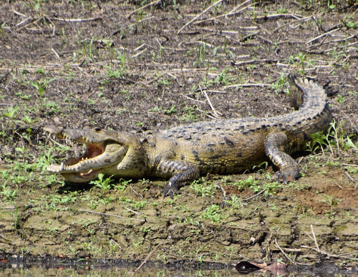 doc_tellez's tweet photo. Heading out to Chiquibul Forest today the study one of the last remaining pure populations of Morelet’s crocs in country. 

Croc talk later this week as I’m about to go off the grid! https://t.co/L5AouUMUdU