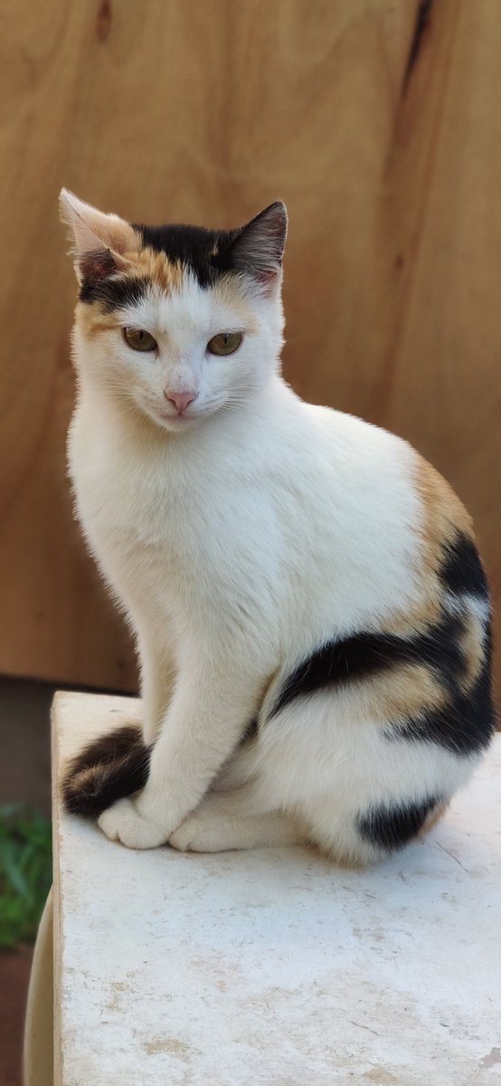 koalandeMichi's tweet photo. Buenos días ☀️ nuestras modelos de hoy les presentan la Michi-Rifa pro Castraciones, una Barbie condominio para gatos todo lo recaudado es para jornada de Castración de Michis en situación de calle y Refugios RT 👇🏻🙏🏻
PD: una ayudita para nuestras modelos 🐱❤️ https://t.co/MhpfqL9jvS