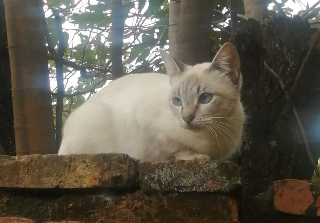 koalandeMichi's tweet photo. Buenos días ☀️ nuestras modelos de hoy les presentan la Michi-Rifa pro Castraciones, una Barbie condominio para gatos todo lo recaudado es para jornada de Castración de Michis en situación de calle y Refugios RT 👇🏻🙏🏻
PD: una ayudita para nuestras modelos 🐱❤️ https://t.co/MhpfqL9jvS
