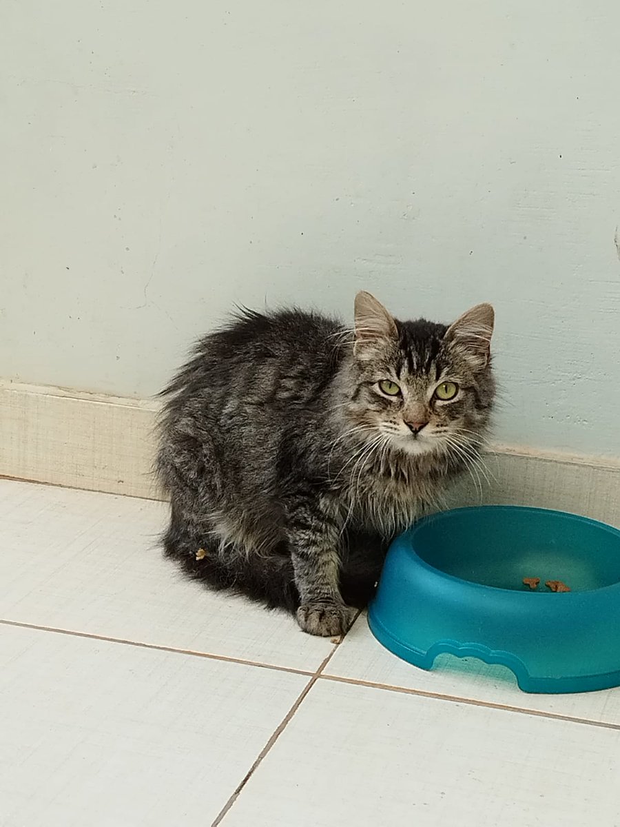 koalandeMichi's tweet photo. Buenos días ☀️ nuestras modelos de hoy les presentan la Michi-Rifa pro Castraciones, una Barbie condominio para gatos todo lo recaudado es para jornada de Castración de Michis en situación de calle y Refugios RT 👇🏻🙏🏻
PD: una ayudita para nuestras modelos 🐱❤️ https://t.co/MhpfqL9jvS