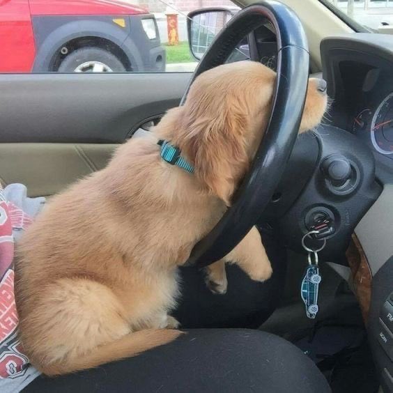 AshaAstria's tweet photo. Daily Mood

@Naughty_Dog @Cutedogsonly_ #cutedogs #quotes #dogs @FunnyDogsCats https://t.co/frCPa1FyfP