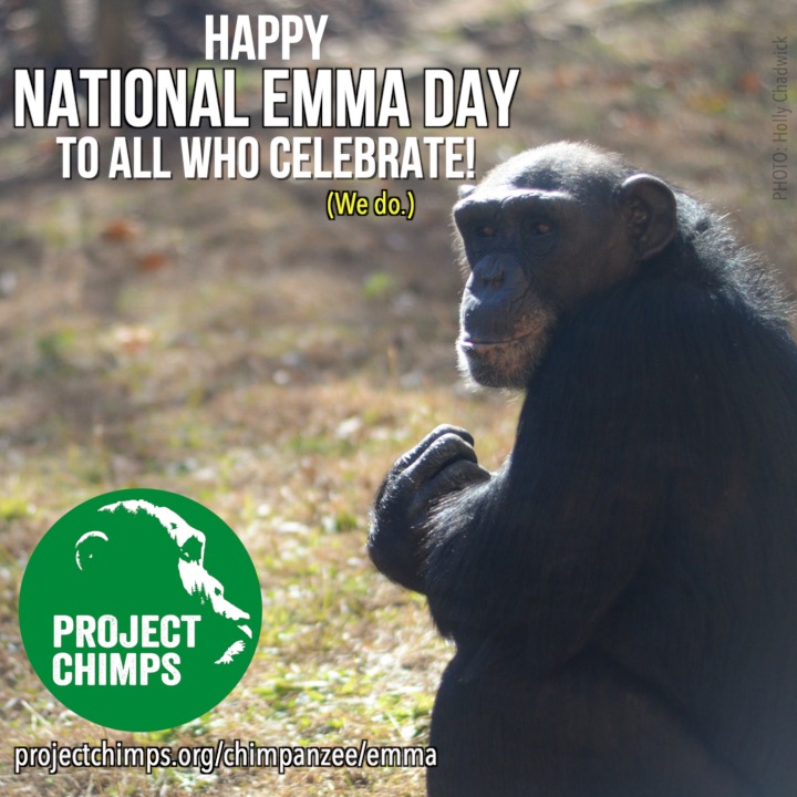 projectchimps's tweet photo. Did you know today is National Emma Day?? Please join us in celebrating our very own Emma by hitting that like (or heart) button!
To make a one-time donation in her honor:
https://t.co/dWZEp1qNVM
#chimps || #sanctuary || #animals || #nonprofit || #animalsanctuary || #EmmaChimp https://t.co/HzuYvSO2jT