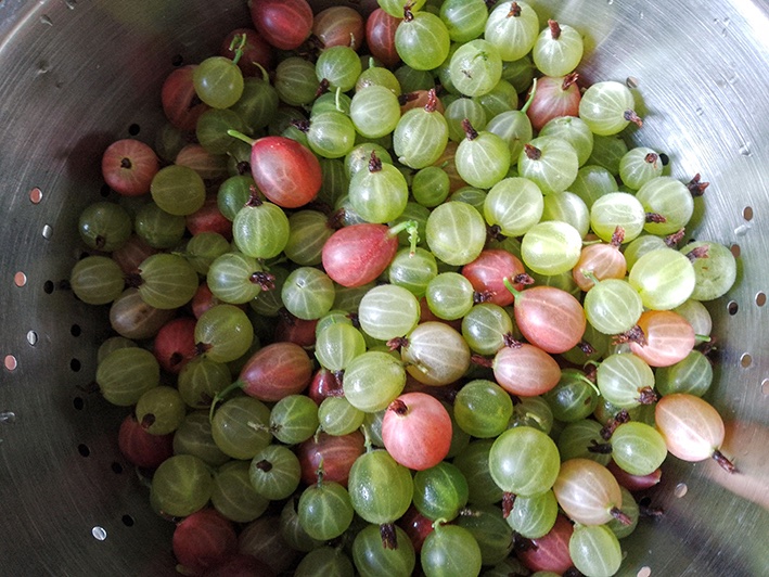 Gooseberries picked yesterday looking like jewels. #gardeningtwitter #pickyourown #PYO #gooseberries