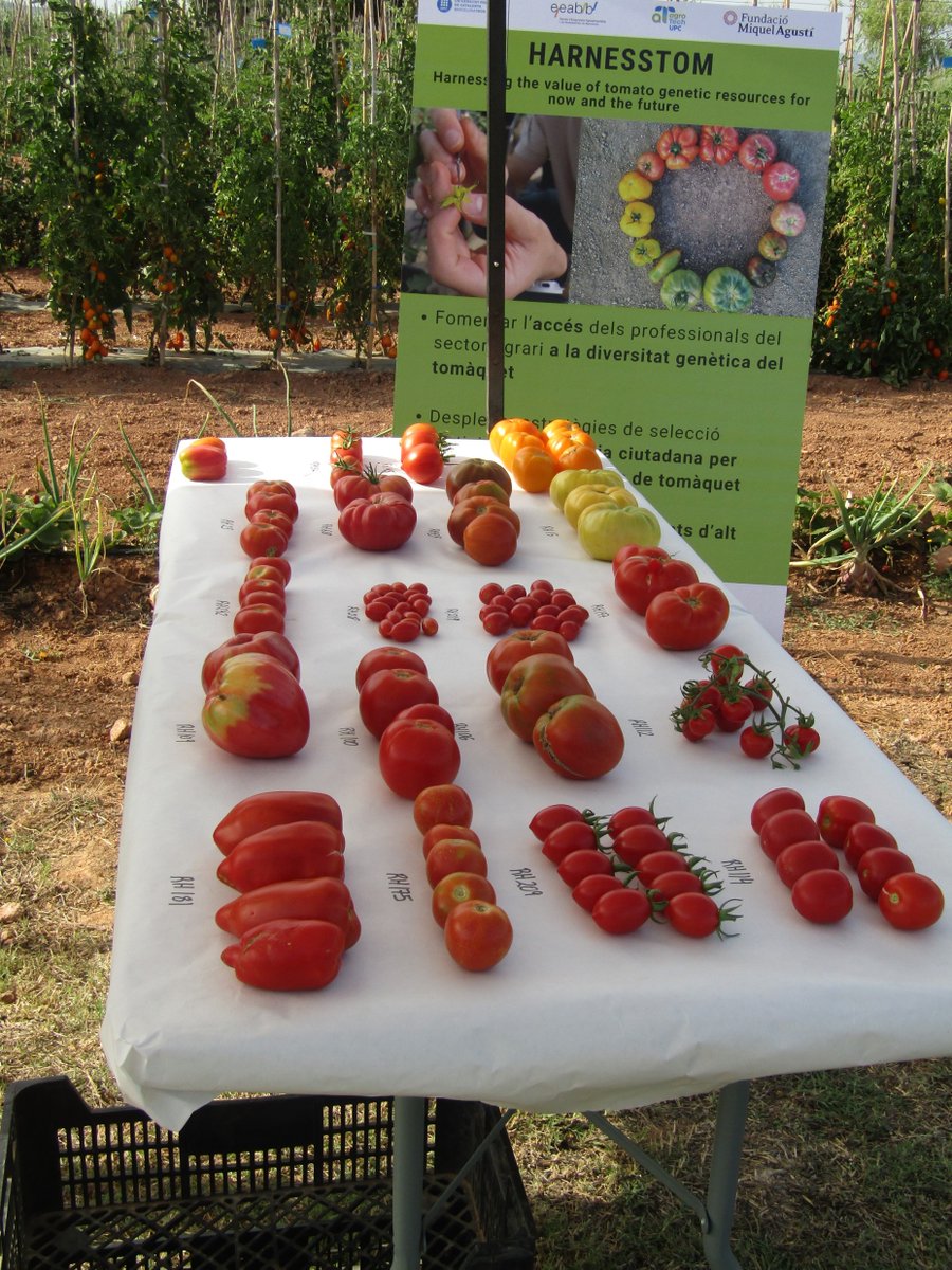 Workshop and knowledge sharing. Topics include classic tomato varieties, the use of phytosanitary products in horticultural crops, and integrated phytoparasite management.
It was surely a very enriching day for everyone who attended. #lab4supply