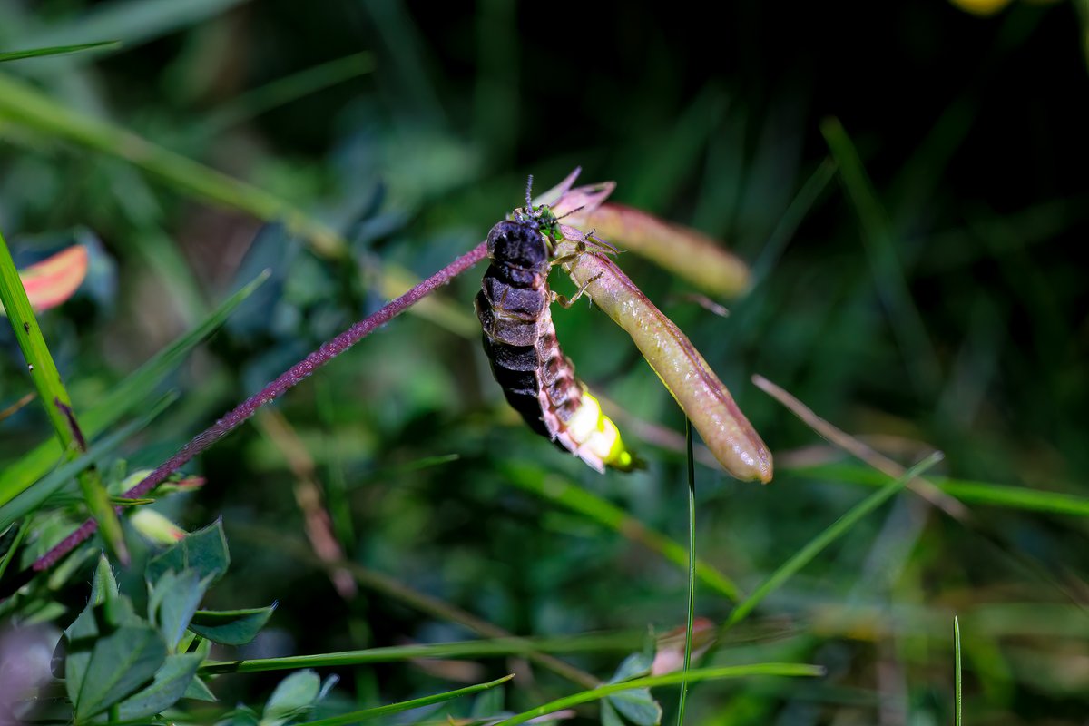 BCConservators's tweet photo. Glow-worms on #BansteadCommons Female glow-worms are flightless & use their bioluminescent abdomen to attract passing males. June/July is the best time to see these fascinating nocturnal beetles on the chalk grasslands of #BansteadDowns ๐ธ
@PeterTaylorMed1 & Sonia Hammond https://t.co/fAw6QdtWut