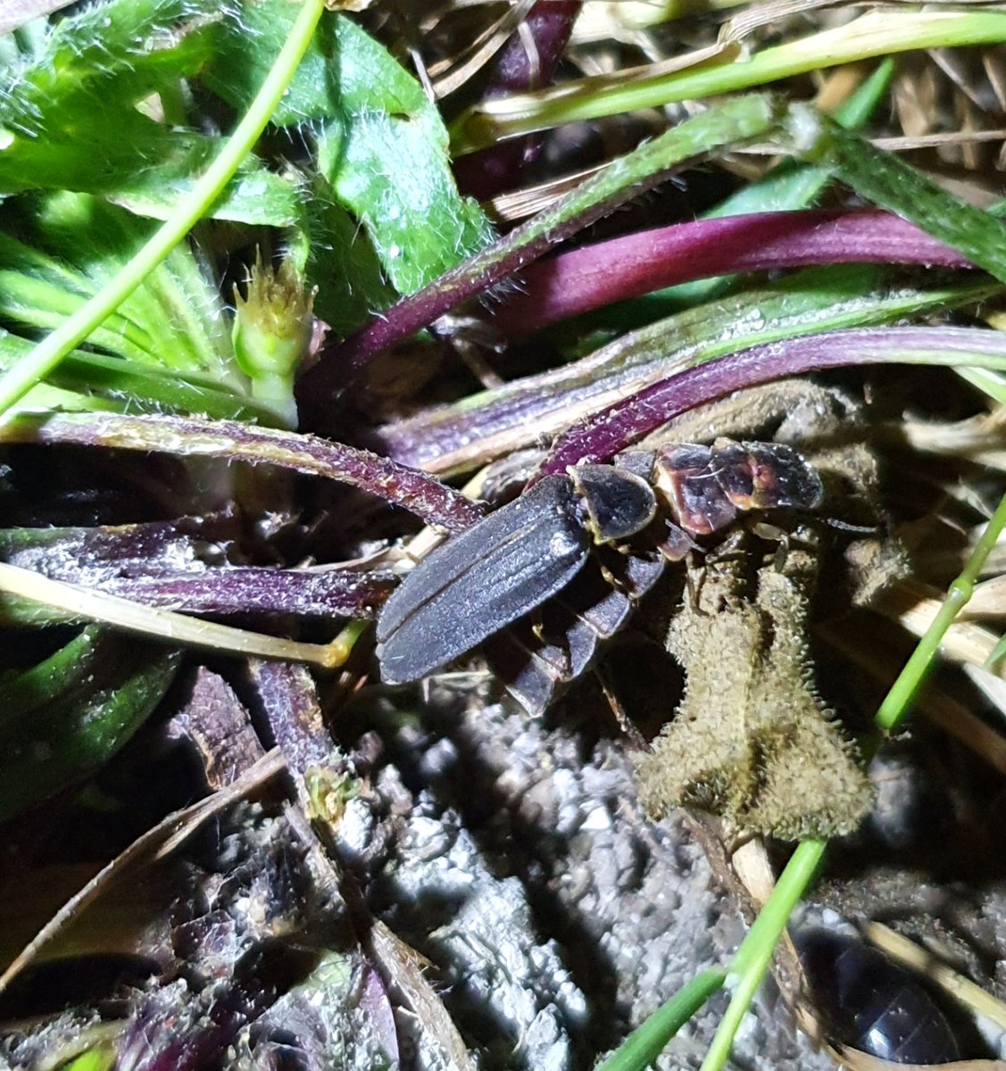 BCConservators's tweet photo. Glow-worms on #BansteadCommons Female glow-worms are flightless & use their bioluminescent abdomen to attract passing males. June/July is the best time to see these fascinating nocturnal beetles on the chalk grasslands of #BansteadDowns ๐ธ
@PeterTaylorMed1 & Sonia Hammond https://t.co/fAw6QdtWut