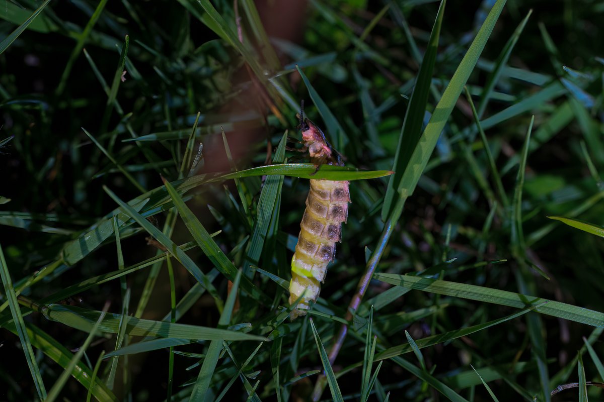 BCConservators's tweet photo. Glow-worms on #BansteadCommons Female glow-worms are flightless & use their bioluminescent abdomen to attract passing males. June/July is the best time to see these fascinating nocturnal beetles on the chalk grasslands of #BansteadDowns ๐ธ
@PeterTaylorMed1 & Sonia Hammond https://t.co/fAw6QdtWut