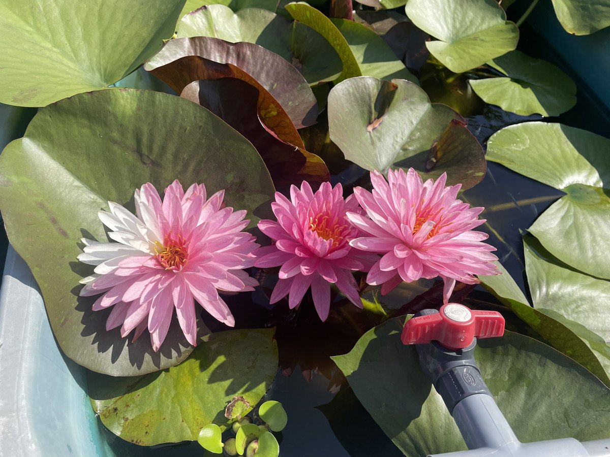 睡蓮　ダイヤモンドクラウン 水生植物 ダイヤモンドクラウン 睡蓮 苗 脇芽 メダカ ビオトープ - メルカリ