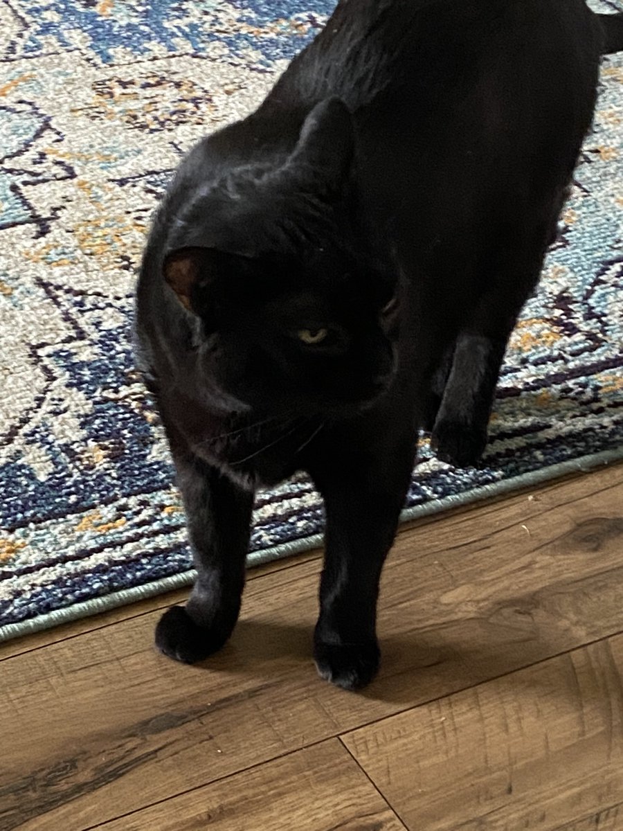 Nyx Cat black panfur goddess of the night tweet media