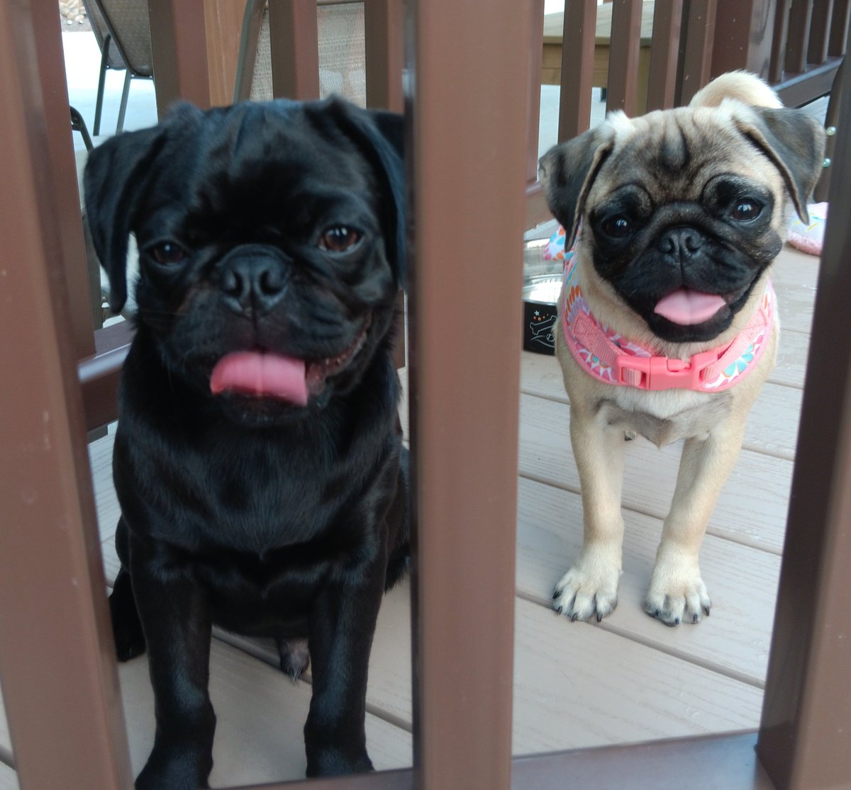 mommasboymushu's tweet photo. It's OUR FIRST EVER #TongueOutTuesday TIMES TWO๐๐! We're pretty excited cuz it's hard to get a #TOT picture of us๐! Happy #Tuesday everyone. Love you, Zinny๐ค & Winny๐ฉท #puglife #puglove #puppylove #pug #puppies #pugsoftwitter #dogsoftwitter #TOTX2 #TOTTT #TuesdayVibes https://t.co/LWxZClvcXy