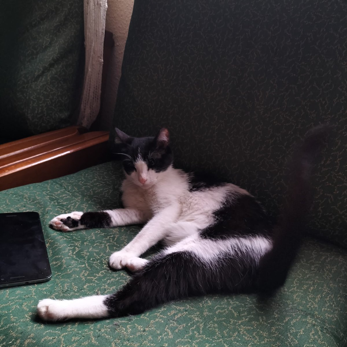 ItssZulemax_'s tweet photo. hola! esta mañana mi gata se ha escapado de casa, no tenemos ni idea ni de cuándo ni como, pero la hemos buscado por todas partes. Es una gatita muy buena y cariñosa y responde tanto al nombre de Tormenta como a chula. Necesito que si alguien la ve, que me hable. Muchas gracias. https://t.co/ERX0B2WaoI