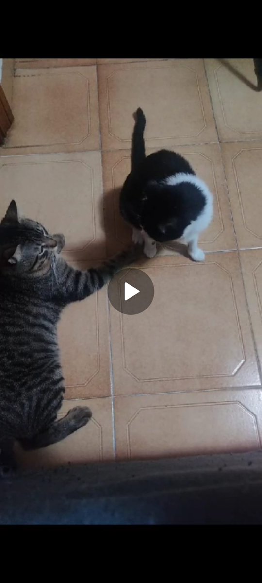 ItssZulemax_'s tweet photo. hola! esta mañana mi gata se ha escapado de casa, no tenemos ni idea ni de cuándo ni como, pero la hemos buscado por todas partes. Es una gatita muy buena y cariñosa y responde tanto al nombre de Tormenta como a chula. Necesito que si alguien la ve, que me hable. Muchas gracias. https://t.co/ERX0B2WaoI