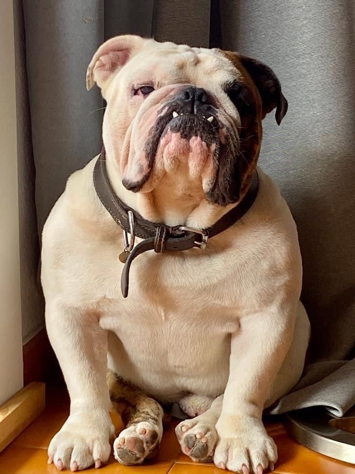 🥰
.
#englishbulldog #bulldog #bulldogsofinstagram #bulldogs #bulldogpuppy #bulldogfrnces #reels #video