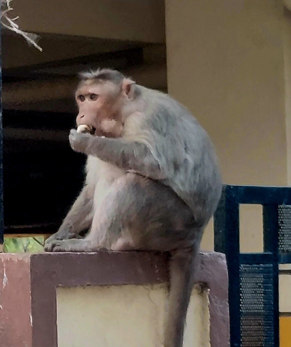 chacha monk tweet media