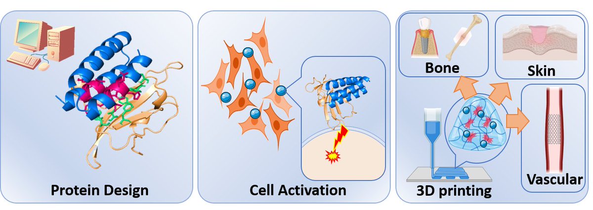 BiomaterialsUPC's tweet photo. 📢 WE ARE HIRING  📢PhD student on tissue engineering to develop novel recombinant proteins for tissue regeneration. Biological background is desired. 3D printing is a plus. Send CV+Cover Letter before 21/7/23 to jordi.guillem.marti@upc.edu. +info at https://t.co/YU6DHII7Hm https://t.co/E1V2UJlhsW