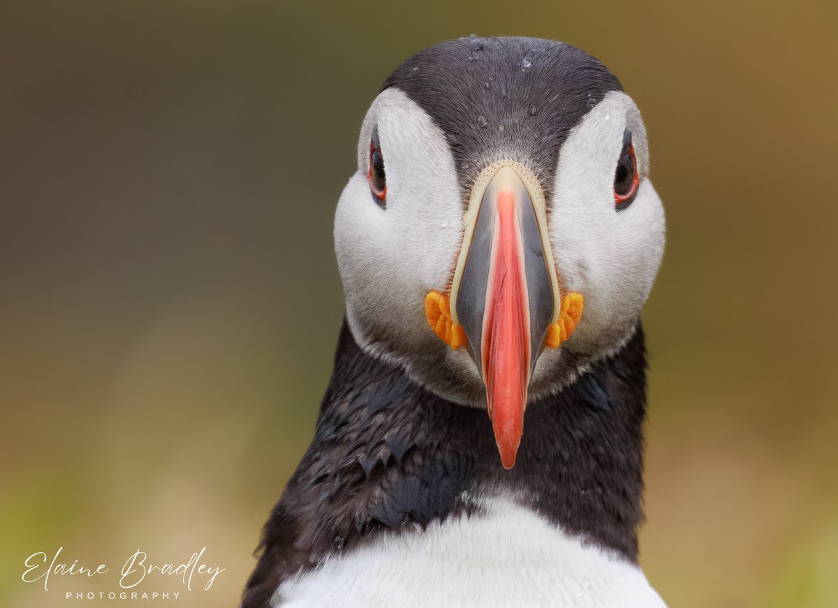 Hello gorgeous!  
Puffin, The Treshnish Isles