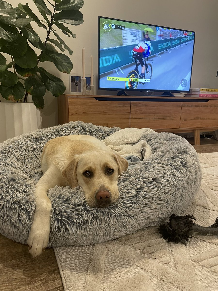Time trial night. Bobbi trying to stay awake to watch the top guys start <a href="/SBSSportau/">SBS Sport</a> #sbstdf #TourDog