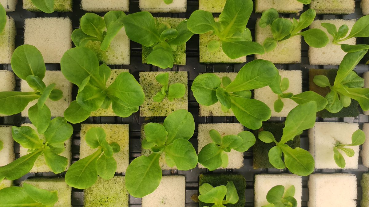 Congratulations to <a href="/HCWr1ght/">Harry Wright</a> of our Disease Suppressive Microbes project with <a href="/dunkie_c/">Prof Dunc Cameron 🏳️‍🌈♿️ 🐝</a> who has won the <a href="/sheffielduni/">The University of Sheffield</a> open research prize for developing an open source foam reaction sensor! 🥳🍾👏 Read all about why this helps keep plants healthy here 👉 bacterialplantdiseases.uk/foam-sensor-wi…