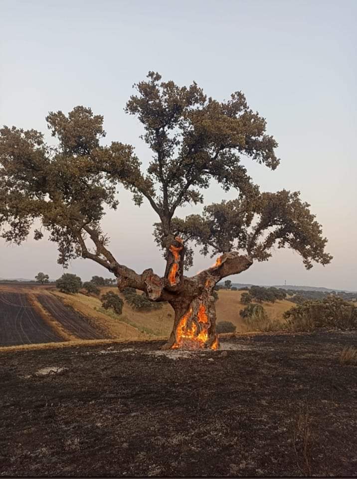 La viva imagen de la devastación..
Es desolador verlas arder y caer.
Un siglo largo o más para esas dimensiones reducido a cenizas.