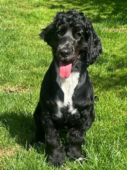 Good morning furfrenz. It's #Tongueouttuesday again