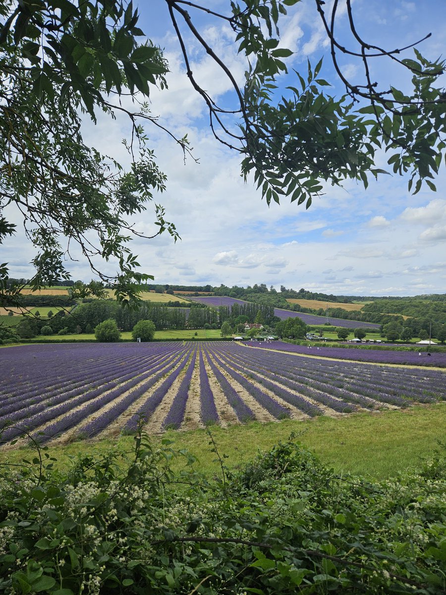 Lavender almost ready for harvest at @CastleFarmKent