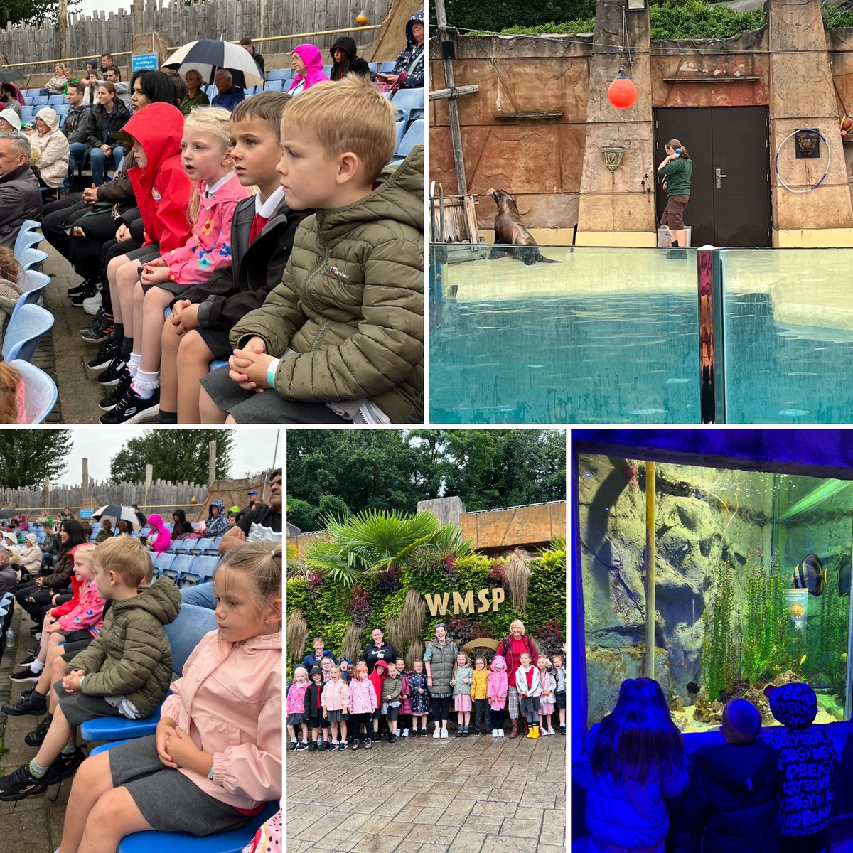 We’re at the sea lion show! 🌊 <a href="/MillbrookP/">Millbrook Primary</a>