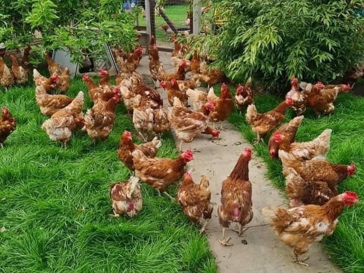 #RehomeHour 100 retired commercial hens at #Northants rescue @AnimalsInNeedUK looking for safe, secure forever homes w/plenty of space to scratch around & explore, & a predator proof coop.

For more info please email admin@animals-in-need.org

https://t.co/MHyz3I593S https://t.co/9a46FYxUOT