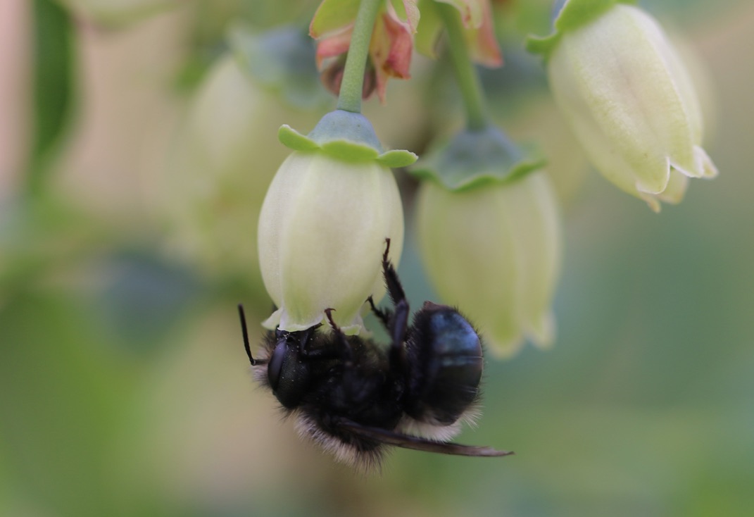 BEEhind the scenes: We want to introduce you to the blue orchard bee, Osmia lignaria! This sassy scientist is the face of this year’s theme. Did you know O. lignaria are some of the first bees to emerge in the spring and are important pollinators of spring crops like 🍒🫐&amp;🍎