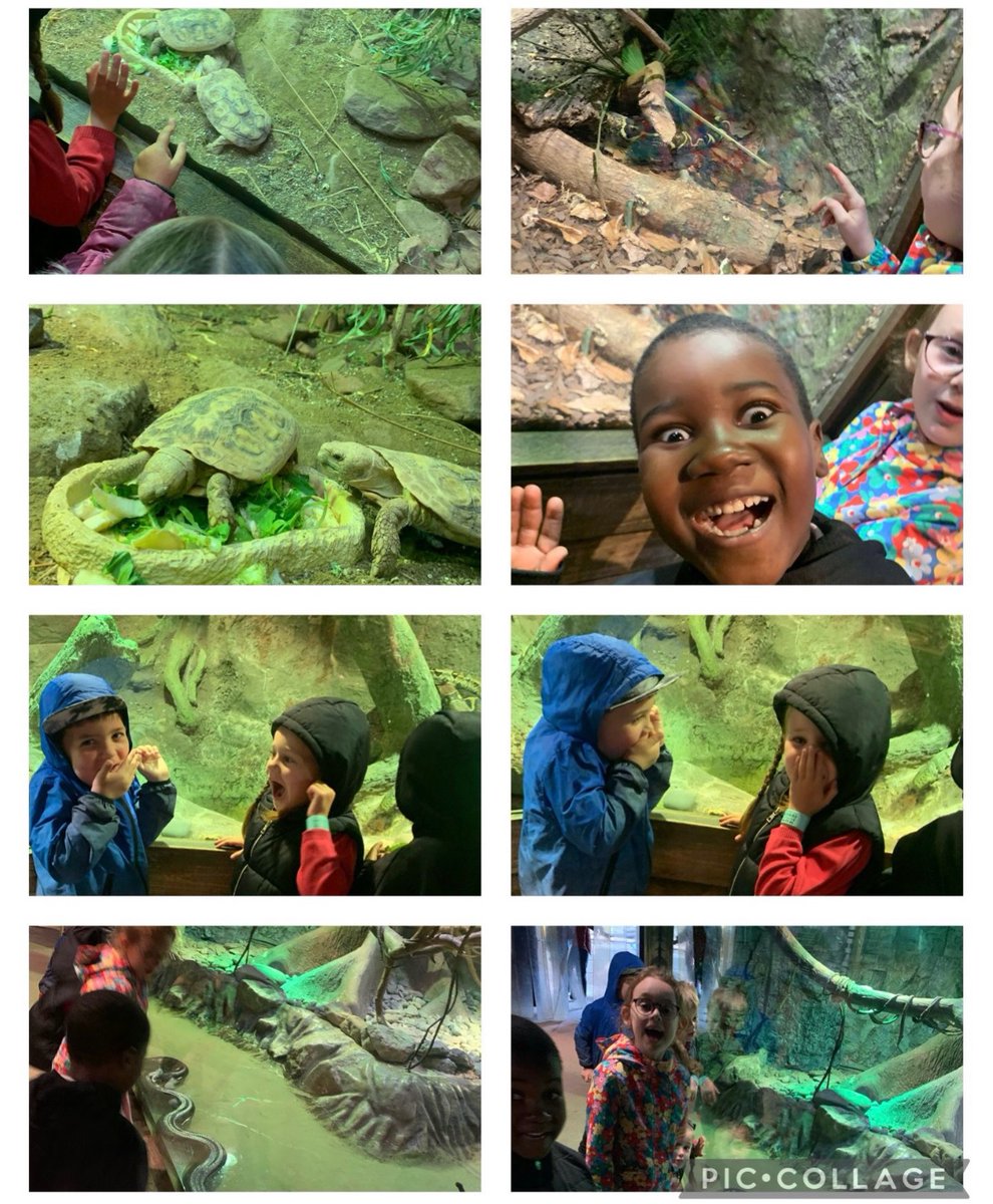 We’re having lots of fun! 🦕 🦎 <a href="/MillbrookP/">Millbrook Primary</a>
