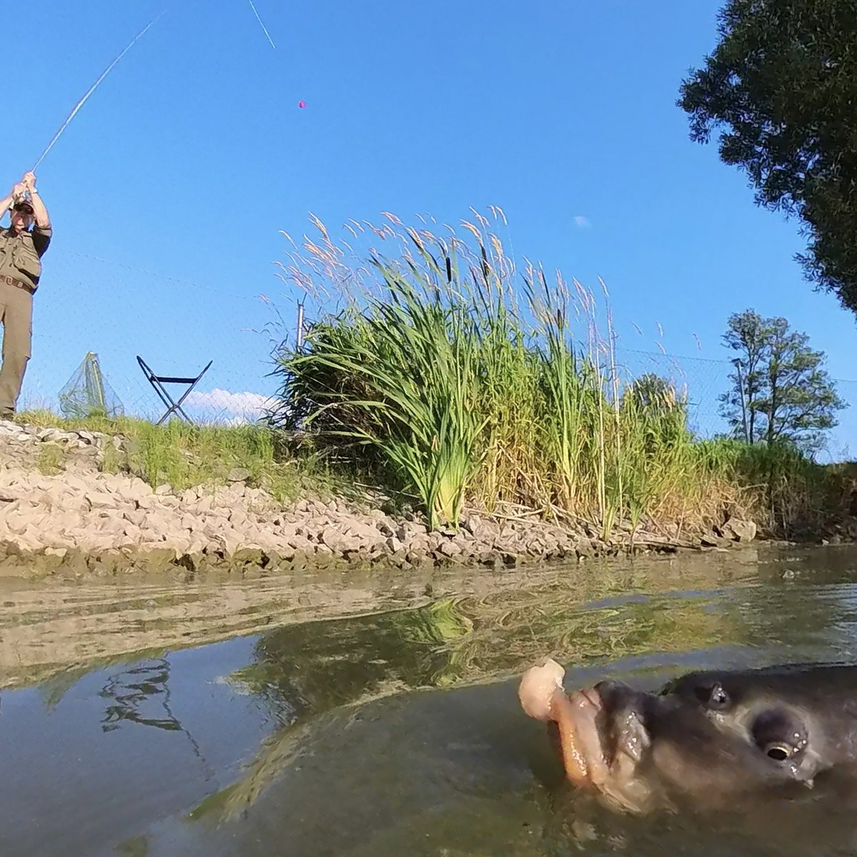 One more cool shot #carponfly