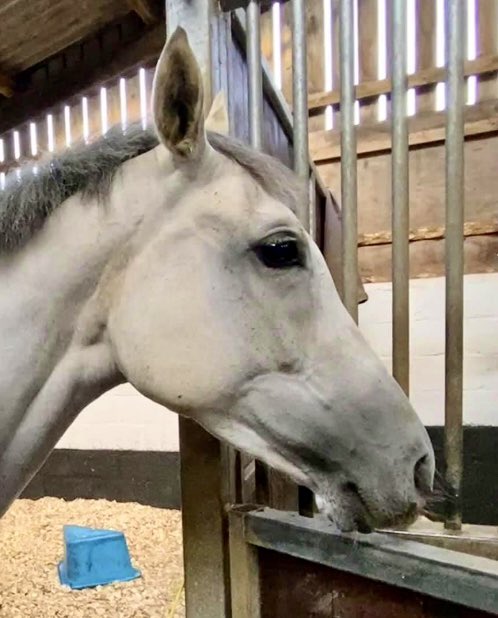 #CHEfavourite Milanese Rose runs at Southwell this evening for @Neil_Mulholland with @samtwiston on board. Owned by another of our favourites Jonathan Whymark, best of luck to all. 

#CHEgraduates #CHEpretrainers