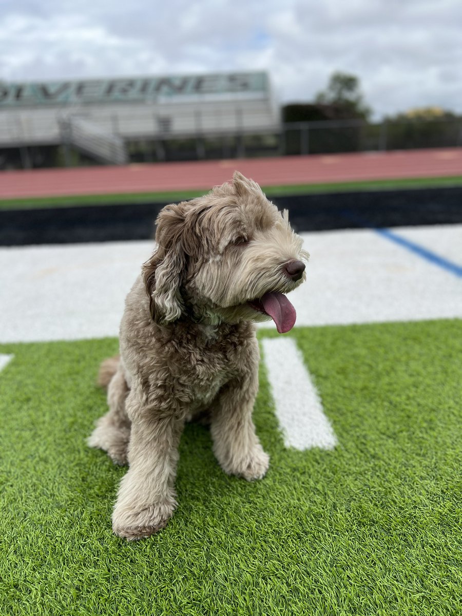 TurFresh's tweet photo. Moose… resident TurFresh Child! #turfresh #dogsoftwitter #peturf https://t.co/TcuRfy7WiO