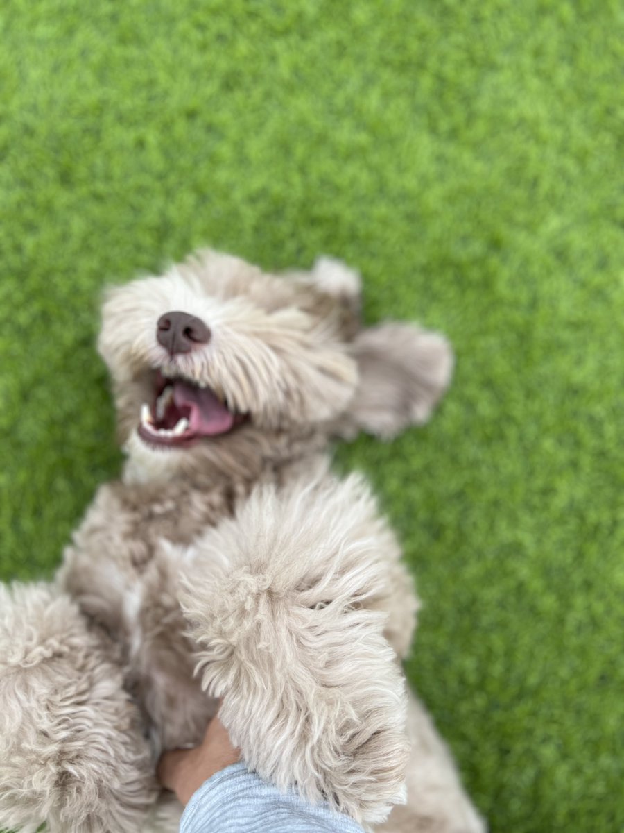 TurFresh's tweet photo. Moose… resident TurFresh Child! #turfresh #dogsoftwitter #peturf https://t.co/TcuRfy7WiO