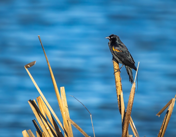 NatureUpNorth's tweet photo. Join us at the Little River Boat Launch on Friday, July 28th at 6:30 PM to spot and learn about the birds that live on our rivers (the Little and Grasse) as we paddle down and they fly above! This event is free and open to all ages! https://t.co/SoAssV59vn