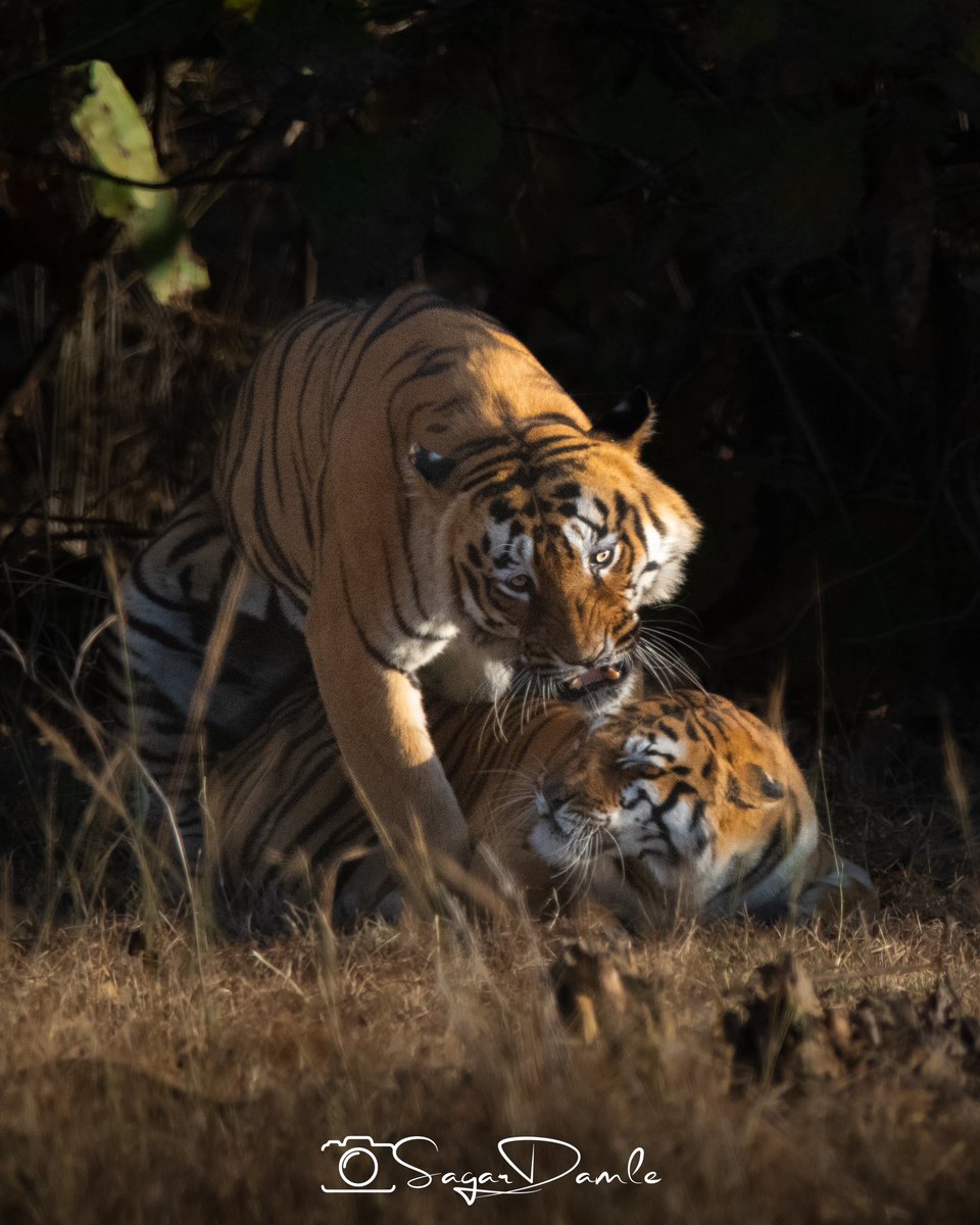 Love story of Maya &amp; Rudra from Tadoba. They mated all day..
Making these photos was difficult as I wanted to show you their true emotions. Hence please watch each photo intently. Hope you like them 😀🙏

#wildlifephotography #Tiger #wildlife #India