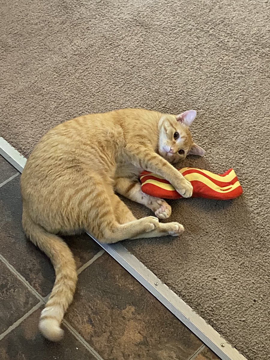 thedj_23's tweet photo. He sure loves his bacon 🥓 https://t.co/NWu9ch3nwa