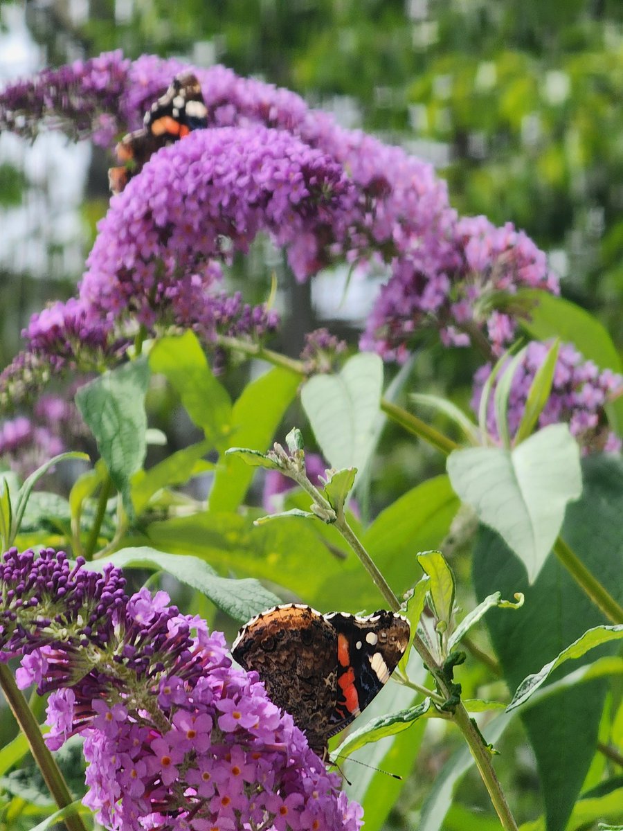 Tiffany Fishface tweet media