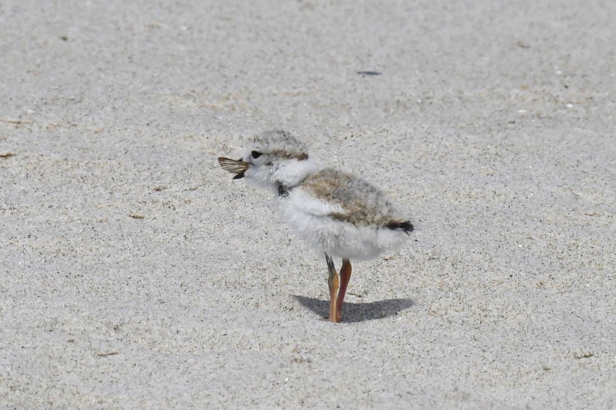 Piping plover eating a mosquito. Doing their part. ❤️ #protecttheplovers