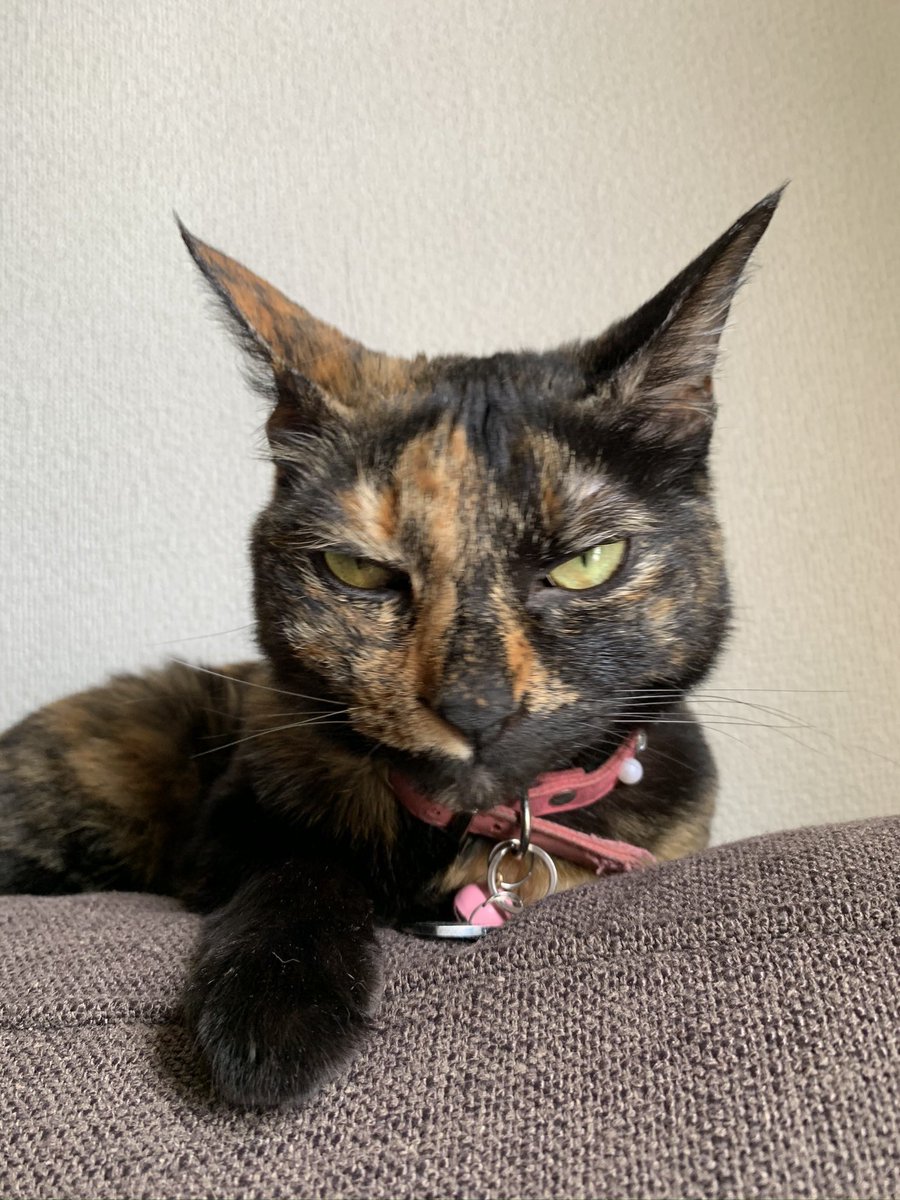 cadoshi's tweet photo. @littleowl_17 @mini_tesla666 Tbn tengo una. Es un amor 🫶🏻 pero tbm se ofende y pone esa cara 😹 la mía apenas pesa 3 kilos y no tiene cola 🥹☺️😊 https://t.co/2dMgl6TZkW