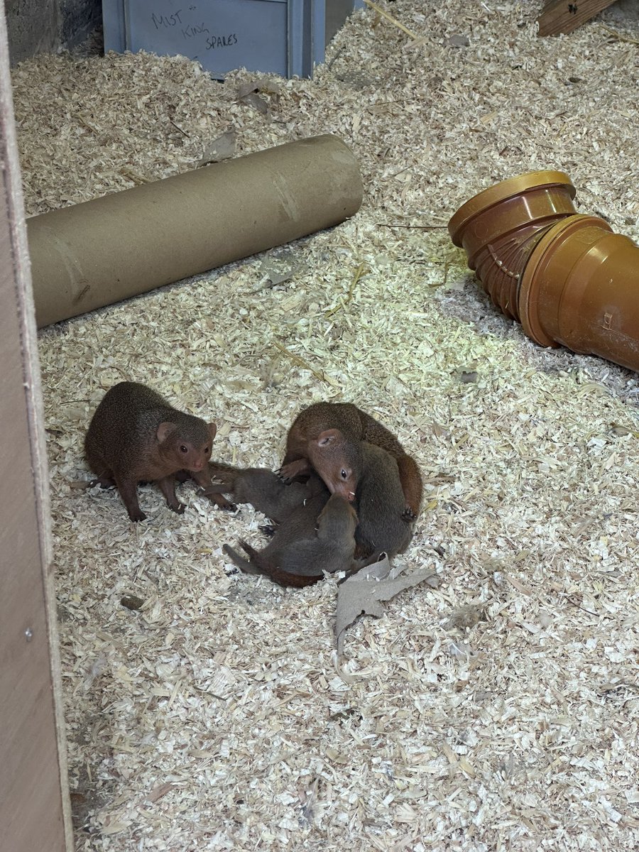 We have had a wonderful fun-filled day at Tilgate Park Nature Centre! We have got up close and personal with birds, reptiles and mammals, spotted plants and seen many different creatures, including lots of baby animals. More photos to come! #billingshurstscience