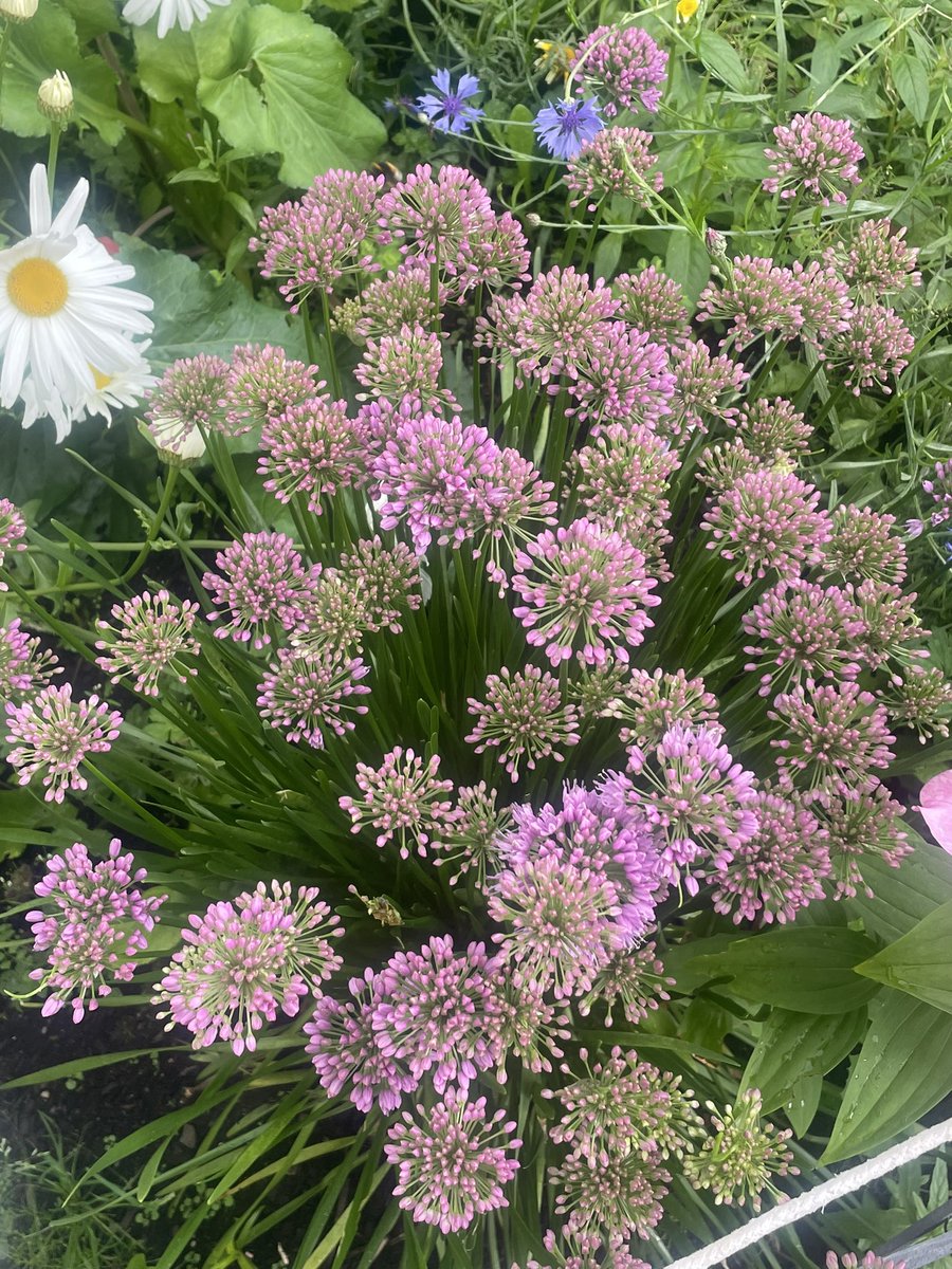WHD blooms <a href="/HepatitisCTrust/">The Hepatitis C Trust</a>