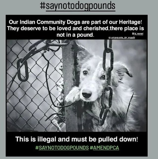 bhushit_valecha's tweet photo. Dogs don’t rationalize. They don’t hold anything against a person. They don’t see the outside of a human but the inside of a human.”

Behave like a human that's all they need.
#saynotodogpounds
@narendramodi https://t.co/r4G12o6r5K