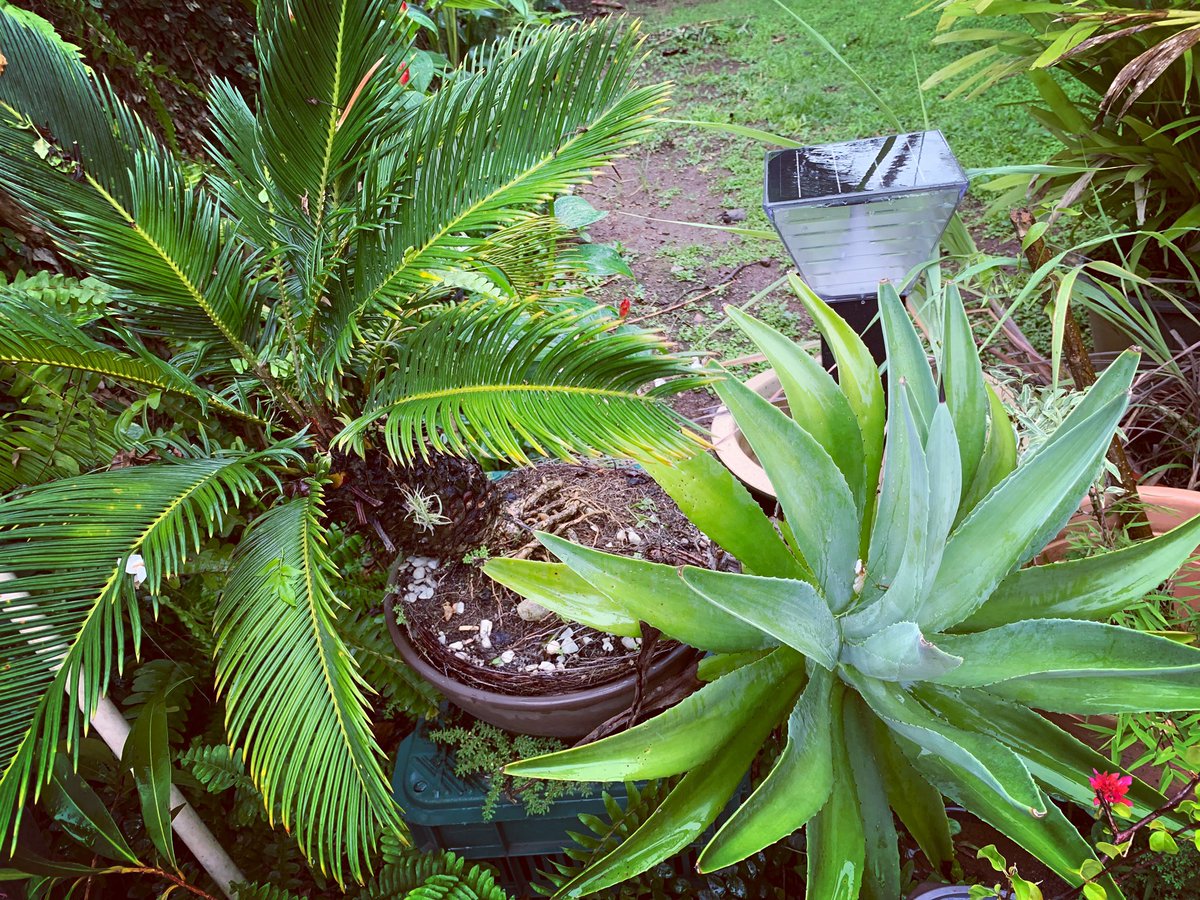 itzelfong's tweet image. #sagopalm y #agaveazul 7 años después.  7 years later, same pot.   Time to repot.