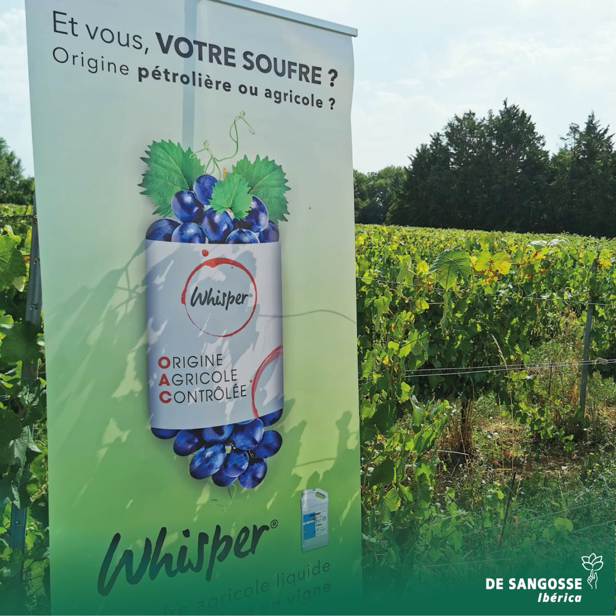 DE SANGOSSE IBÉRICA tweet media
